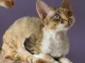 Choroby Devon Rex - Jak uniknąć problemów zdrowotnych u kotów?