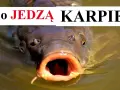 Czym się żywi karp? Sekrety diety karpia w naturze i hodowli