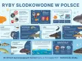Karp, szczupak, sum i pstrąg – poznaj ryby słodkowodne w Polsce. Dowiedz się, jak im pomóc i dlaczego są ważne dla ludzi.