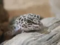 Uroczy gekon domowy z cętkowanym wzorem na głowie siedzi na kawałku drewna.