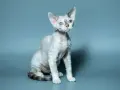 Kot rasy Devon Rex z niebieskimi oczami siedzi na szarym tle.