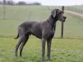 Szary dog niemiecki, imponujący wzrost, stoi na zielonej łące.