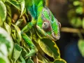 Zielony kameleon wśród liści. Zastanawiasz się, ile kosztuje kameleon? Ten okaz wygląda na bardzo cennego.