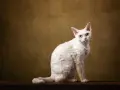 Biały kot rasy Devon Rex z kręconą sierścią siedzi na drewnianym blacie.