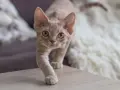 Ile kosztuje Devon Rex? Ceny kociąt i ukryte wydatki na kota