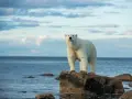 Niedźwiedź polarny czym się żywi: tajemnice diety i polowań