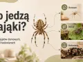 Co jedzą pająki? Domowe łapią muchy, dzikie polują na ćmy, a hodowlane żywią się świerszczami.