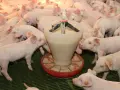 Stado młodych świnek otacza karmidło, pokazując, co jedzą świnie. Wszyscy czekają na swoją kolej, by dostać porcję paszy.