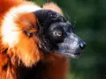 Czerwony lemur czym się żywi - zaskakujące fakty o jego diecie