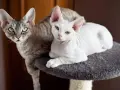 Waga kotów rasy Devon Rex – co musisz wiedzieć o ich rozmiarze?