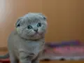 Uroczy, szary kociak rasy Scottish Fold z niebieskimi oczami. Zastanawiasz się, ile żyje kot brytyjski? Ten maluch ma przed sobą długie, szczęśliwe życie!