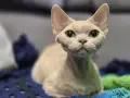 Uroczy kot rasy devon rex o wielkich oczach, z pewnością odzwierciedla swój łagodny devon rex charakter.
