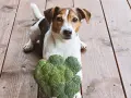 Jack Russell z brokułem na drewnianej podłodze. Czy pies może jeść brokuły? Ten psiak wygląda na zaintrygowanego.