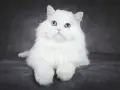 Piękny kot albinos z niebieskimi oczami, siedzący na ciemnoszarym tle.