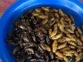 Czym się żywią owady? Odkryj różnorodność ich diet i zwyczajów