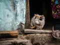 Puszysty kot o brachycefalia, z przymkniętymi oczami, siedzi na progu. Obok jego łapki widać fragment kolorowej spódnicy i buta.