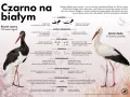 Czarne i białe bociany: ciekawostki o bocianach, ich budowie, pożywieniu, gniazdach i zimowaniu.