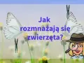 Jak rozmnażają się zwierzęta? Zaskakujące metody i strategie rozmnażania