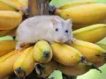 Mały chomik siedzi na kiści bananów, zastanawiając się, czy chomiki mogą jeść banany.