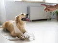 Złoty retriever leży na podkładzie, a ręka wskazuje palcem. To scena z życia, jak oduczyć psa sikania w domu.