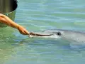 Delfin zjada rybę podawaną mu z ręki. Widać wiadro obok.
