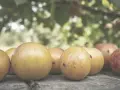 Jak szybko rozmnażają się muszki owocówki? Zaskakujące fakty o ich cyklu życia