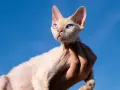 Devon Rex cena bez rodowodu – poznaj ceny i co wpływa na koszt