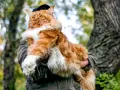 Rudzielec maine coon najwiekszy kot świata, dumny i majestatyczny, w objęciach opiekuna na tle leśnej przyrody.