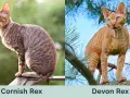 Cornish Rex a Devon Rex: Kluczowe różnice, które musisz znać