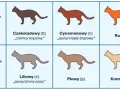 Umaszczenie Devon Rex: Odkryj niezwykłe kolory i wzory tej rasy