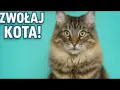 Jak tata mówi do kotka - kontrowersyjna anegdota z telewizji dziecięcej