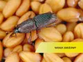 Czym żywi się wołek zbożowy? Odkryj zaskakujące fakty o jego diecie