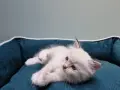 Uroczy kociak rasy ragdoll, jeszcze niewielki, leży na miękkim legowisku.