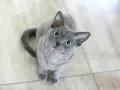 Szary kot rasy Devon Rex z dużymi, zielonymi oczami siedzi na jasnej podłodze.