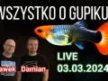 Jak często rozmnażają się gupiki? Odkryj ich zaskakujące cykle rozmnażania