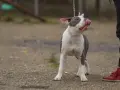Uroczy amstaff miniaturka na smyczy oblizuje pyszczek, patrząc na swojego opiekuna.
