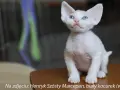 Devon Rex opinie: Co musisz wiedzieć przed adopcją tego kota?