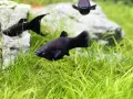 Jak rozmnażają się molinezje? Kluczowe informacje i porady dla hodowców
