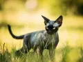 Ceny kociąt Devon Rex w Polsce – ile naprawdę kosztują?