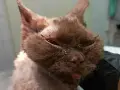 Schronisko dla Devon Rex: Jak pomóc zaniedbanym kotom w Bytomiu