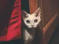Biały kot rasy Devon Rex z dużymi oczami wychyla się zza czerwonej zasłony.