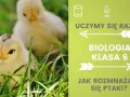 Jak rozmnażają się ptaki? Odkryj fascynujący proces lęgowy