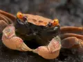 Pomarańczowy krab wampir z błyszczącymi oczami i szczypcami, gotowy do ataku.