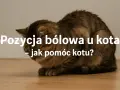 Kot w pozycji bólowej, może to być objaw zapalenia jelit. Zobacz, jak pomóc kotu.