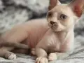Kocięta Devon Rex w Łodzi - sprawdź hodowle i ceny kociąt