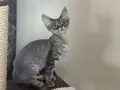 Devon Rex na sprzedaż - znajdź idealnego kota w Polsce teraz
