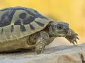 Żółw grecki, znany z długowieczności, powoli kroczy po kamieniu. Ile żyje? Nawet ponad 100 lat!