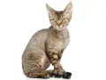 Kocięta Devon Rex: Cechy, wymagania i jak je wychować