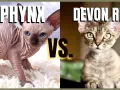 Devon Rex a Sfinks: Kluczowe różnice, które musisz znać