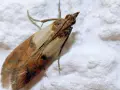 Jak rozmnażają się mole spożywcze i jak ich uniknąć w kuchni